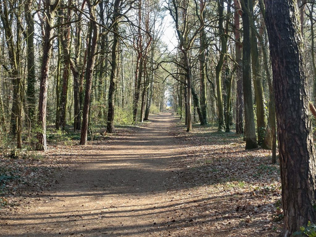 Весняний ліс 2020. Берлін